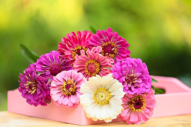 gerbera